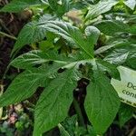 Dorstenia contrajerva Leaf