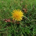 Taraxacum officinale花