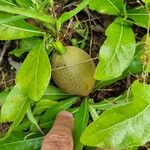 Gardenia ternifolia Fruit