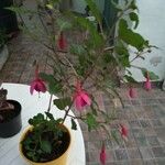 Fuchsia alpestris Květ
