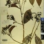 Photinia integrifolia Otro