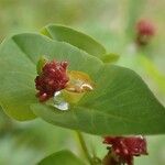 Euphorbia dulcis Fruit