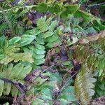 Polystichum acrostichoides ശീലം