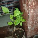 Aegle marmelos Hoja