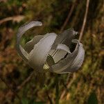 Erythronium californicum Цветок