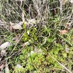 Drosera pallidaList