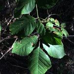 Ptelea trifoliata Blad