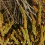 Salicornia stricta その他の提案