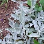 Veronica spicata Blatt