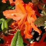 Rhododendron calendulaceum Flower