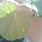 Abutilon theophrasti Leaf