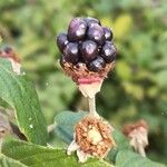 Rubus ulmifolius Fruit