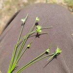 Juncus capitatus Квітка