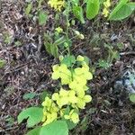 Epimedium pinnatum Habit