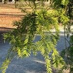 Torreya californica Hoja