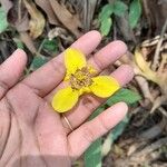 Trimezia martinicensis Flors