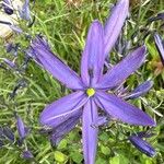 Camassia quamash 花