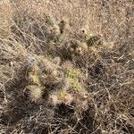 Cylindropuntia echinocarpa ᱥᱟᱠᱟᱢ