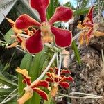 Vanda limbata Flower