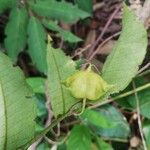 Sclerocroton cornutus Φρούτο