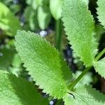 Berula erecta Leaf