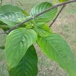 Mussaenda philippica Fuelha