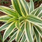 Dracaena reflexa Folha