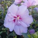 Hibiscus syriacus Květ