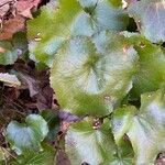 Galax urceolata Leaf