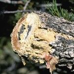 Pinus edulis 樹皮