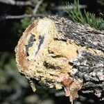 Pinus edulis Corteza