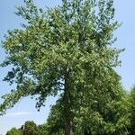 Populus deltoides Hàbitat