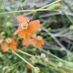 Papaver armeniacum Blomst