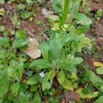 Erigeron quercifolius Blad