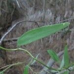 Bomarea salsilla Leaf