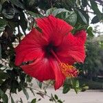 Hibiscus fragilisBlüte