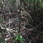 Rhizophora mangle Habitus