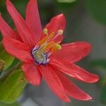 Passiflora manicata Fleur
