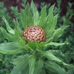 Centaurea macrocephala Otro