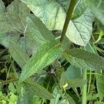 Verbascum chaixii List
