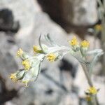 Artemisia umbelliformis Kvet