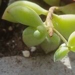 Cotyledon pendens Yaprak