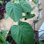 Sida cordifolia Leaf
