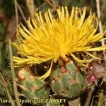 Centaurea acaulis Květ