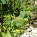 Cerinthe glabra Otro