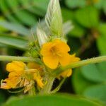 Senna uniflora Blomst