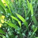 Genista sagittalis Hoja