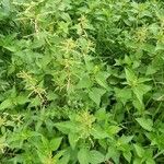 Urtica dioica Агульны выгляд