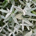 Cerastium tomentosum Leaf