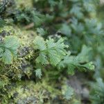 Hymenophyllum polyanthos Листок